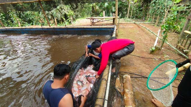 Panen Hasil Budidaya Ikan Nila